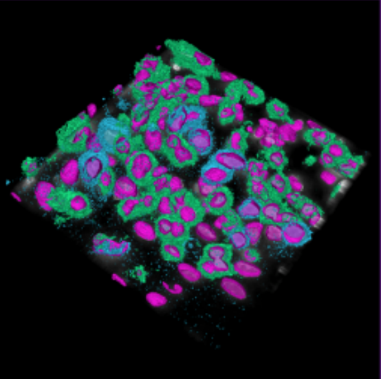 Persistent Challenges