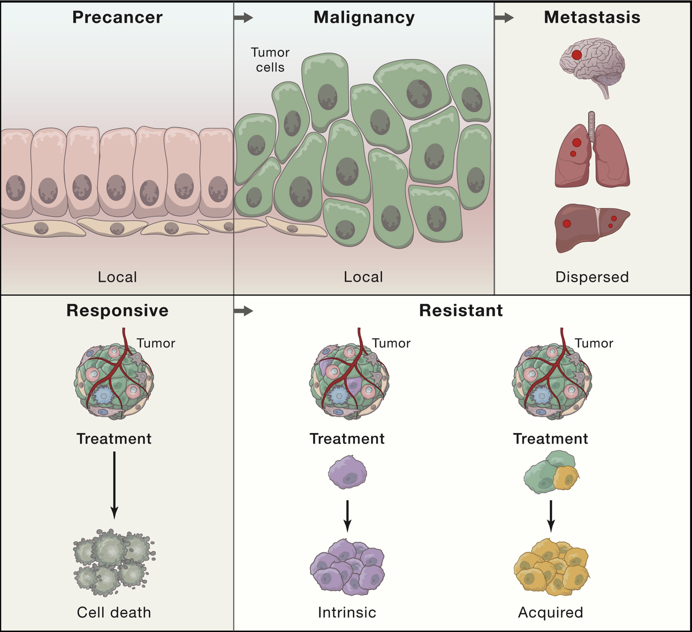 HTAN Cell