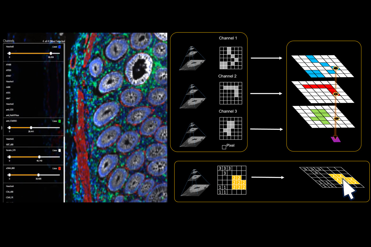 Scalable Multiplex and Multi-Resolution Viewers